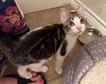 Purr Grr King -  Domestic Short Hair Cat for Adoption in Houston, Texas - Purr Grr King | PetCurious