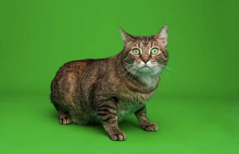 Mae -  Domestic Short Hair Cat for Adoption in Woodmere, New York - Mae | PetCurious