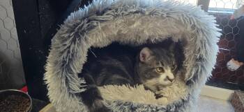 Pistachio -  Domestic Short Hair Cat Available for Adoption in Absecon, New Jersey - Pistachio | PetCurious