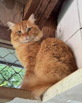 Rescue Domestic Long Hair Cats for Adoption in Westbrook, Connecticut - Leo | PetCurious