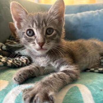 Jason -  Domestic Short Hair Cat for Adoption in Costa Mesa, California - Jason | PetCurious