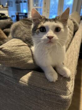 Domestic Medium Hair Cats Available for Adoption - Princess Peach | PetCurious