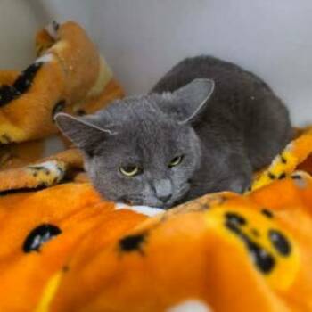 Domestic Short Hair Cats Available for Adoption - Gracie | PetCurious