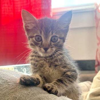 Tigger -  Domestic Short Hair Cat for Adoption in Pleasant Hill, California - Tigger | PetCurious