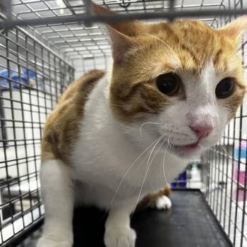 Tanner -  Domestic Short Hair Cat for Adoption in Summerville, South Carolina - Tanner | PetCurious