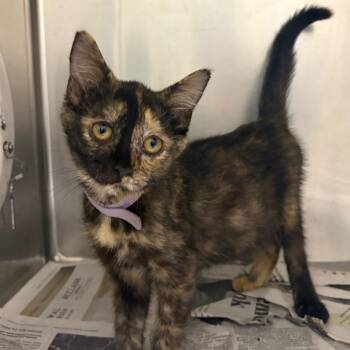 Cressida -  Domestic Short Hair Cat for Adoption in Milton, Florida - Cressida | PetCurious
