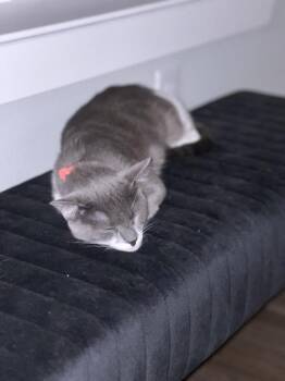 Domestic Short Hair Cats Available for Adoption - Cleo | PetCurious