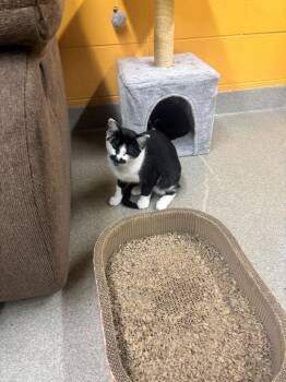 Sage -  Domestic Short Hair Cat for Adoption in Edison, New Jersey - Sage | PetCurious