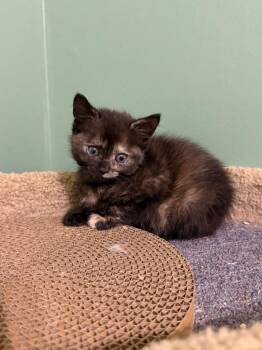 *Outlaw Opal -  Domestic Short Hair Cat for Adoption in Newnan, Georgia - *Outlaw Opal | PetCurious