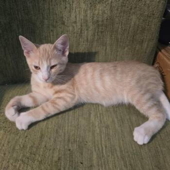 Vern -  Domestic Short Hair Cat for Adoption in Winchester, Virginia - Vern | PetCurious