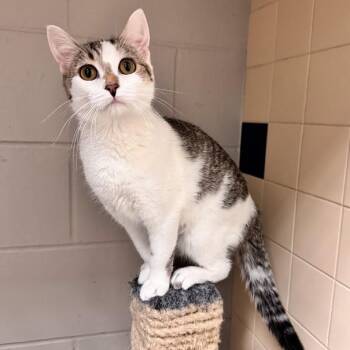 Lime -  Domestic Short Hair Cat for Adoption in Waterloo, Iowa - Lime | PetCurious