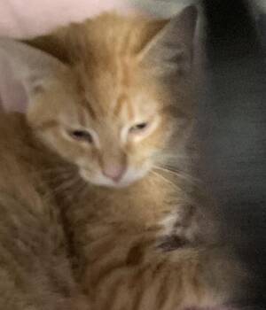 Nicky -  Domestic Short Hair Cat for Adoption in Dayton, Minnesota - Nicky | PetCurious