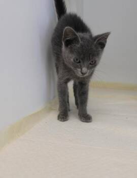 EMORY -  Domestic Short Hair Cat for Adoption in Kenansville, North Carolina - EMORY | PetCurious