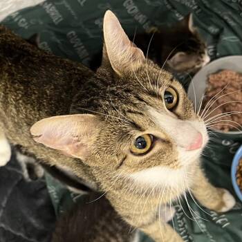 Rotini-C -  Domestic Short Hair Cat for Adoption in East St. Louis, Illinois - Rotini-C | PetCurious