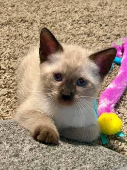 Sasha -  Domestic Short Hair and Siamese Cat for Adoption in Sebastian, Florida - Sasha | PetCurious