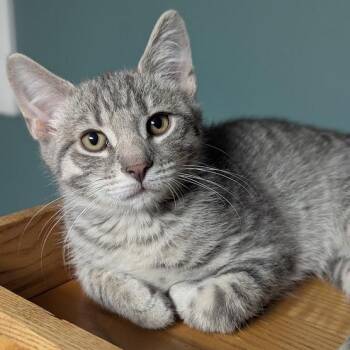 Dr. Stripes -  Tabby Cat for Adoption in Shippenville, Pennsylvania - Dr. Stripes | PetCurious