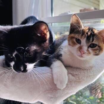 Oscar and Alice -  Domestic Short Hair Cat for Adoption in Kansas City, Missouri - Oscar And Alice | PetCurious