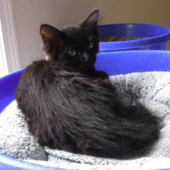 Rescue Domestic Long Hair Cats for Adoption in Hoquiam, Washington - Jade - Quiet And Social | PetCurious
