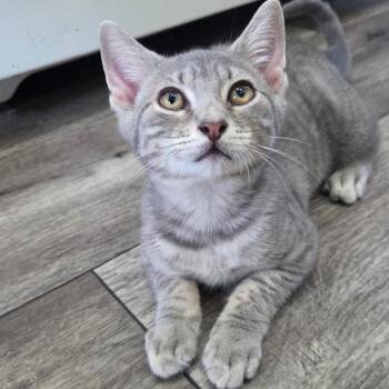 Rescue Domestic Short Hair Cats for Adoption in Wanaque, New Jersey - Pax | PetCurious