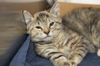 04465B Summer -  Domestic Short Hair Cat for Adoption in North Charleston, South Carolina - 04465B Summer | PetCurious