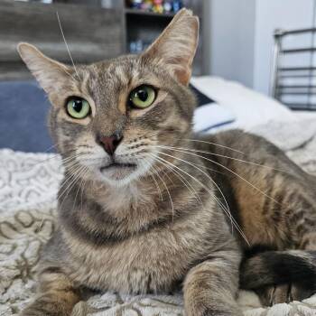 Grayson -  Domestic Short Hair Cat for Adoption - Grayson | PetCurious