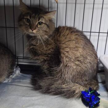 Ace -  Domestic Long Hair Cat for Adoption in Normal, Illinois - Ace | PetCurious