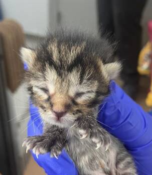 Domestic Short Hair Cats Available for Adoption in Dallas, Texas - THATCH | PetCurious