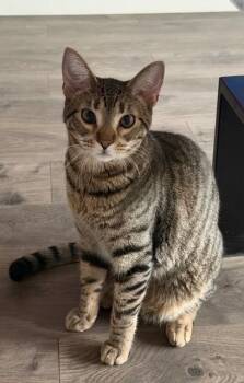 Tabby Cats Available for Adoption in San Antonio, Texas - Ziggy | PetCurious