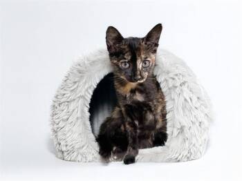 CLEO -  Domestic Short Hair Cat for Adoption in Fort Lauderdale, Florida - CLEO | PetCurious