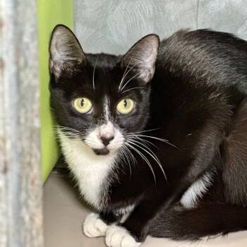 Antenna -  Domestic Short Hair Cat for Adoption in Austin, Texas - Antenna | PetCurious