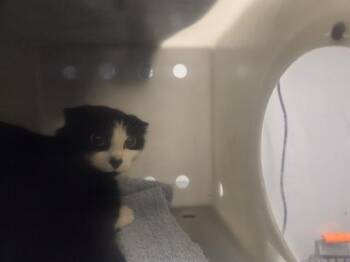 BARN CAT FIESTA -  Domestic Short Hair Cat for Adoption in Kent, Washington - BARN CAT FIESTA | PetCurious