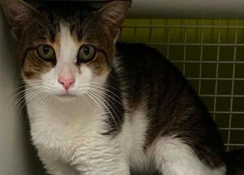 Mr Beans -  Domestic Short Hair Cat for Adoption in Gorham, Maine - Mr Beans | PetCurious