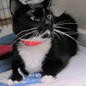 Sally -  Domestic Medium Hair Cat for Adoption in Yucaipa, California - Sally | PetCurious