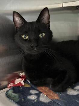 Waltz -  Domestic Short Hair Cat for Adoption in Fort Worth, Texas - Waltz | PetCurious