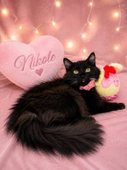 Nikole -  Maine Coon and Domestic Long Hair Cat for Adoption in Tavares, Florida - Nikole | PetCurious