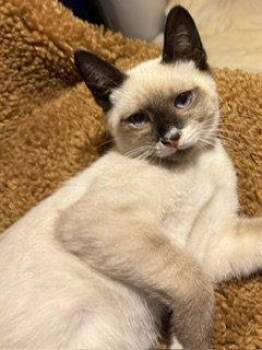 *MURLEY -  Domestic Short Hair Cat for Adoption in Woodland, California - *MURLEY | PetCurious