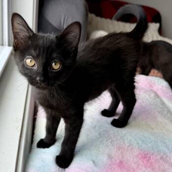Selina Kyle -  Domestic Medium Hair Cat for Adoption in Seymour, Tennessee - Selina Kyle | PetCurious