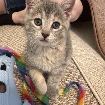 Chai -  Tabby Cat for Adoption in Hamilton, Ontario - Chai | PetCurious