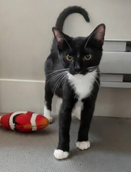 Anchovy -  Domestic Short Hair Cat for Adoption in Burnaby, British Columbia - Anchovy | PetCurious