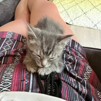 Ash C11276 -  Domestic Short Hair Cat for Adoption - Ash C11276 | PetCurious