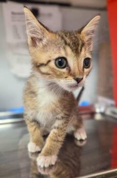 Darla -  Domestic Medium Hair and Domestic Short Hair Cat for Adoption in Fresno, California - Darla | PetCurious