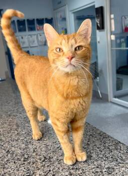 Domestic Short Hair Cats Available for Adoption in Colorado Springs, Colorado - Yellow Fins | PetCurious