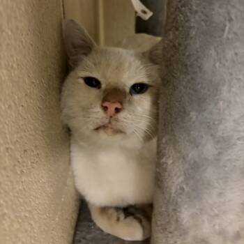 Rescue Domestic Short Hair Cats for Adoption in Austin, Texas - Trucker Hat | PetCurious