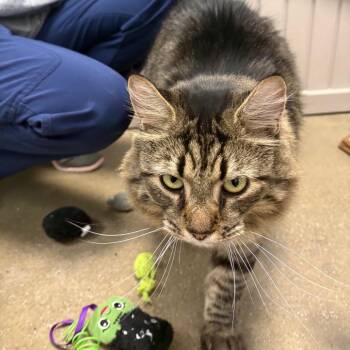 Domestic Long Hair Cats Available for Adoption - Harper | PetCurious