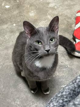 Rescue Domestic Short Hair Cats for Adoption in Charlotte, North Carolina - Nova | PetCurious