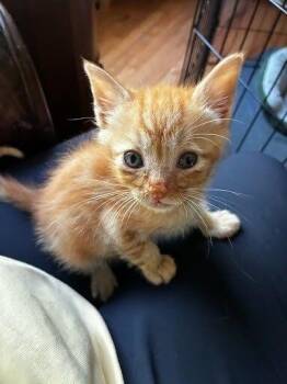 Domestic Short Hair Cats Available for Adoption in Pacifica, California - Deku Ochaco | PetCurious