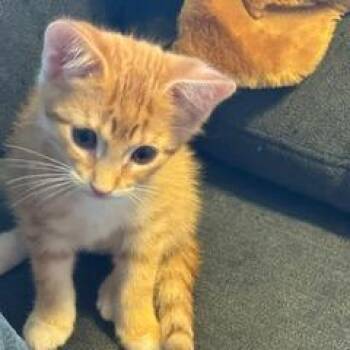 Burst -  Domestic Short Hair Cat for Adoption in Madison, Wisconsin - Burst | PetCurious