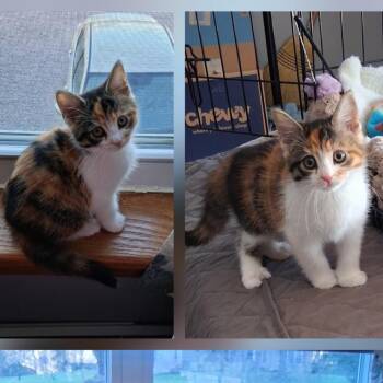 Domestic Short Hair Cats Available for Adoption in Kittanning, Pennsylvania - Feebie | PetCurious