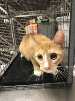 A431151 -  Domestic Short Hair Cat for Adoption in Conroe, Texas - A431151 | PetCurious