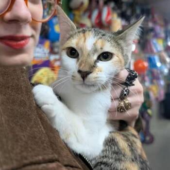 Rescue Domestic Short Hair Cats for Adoption - Molly | PetCurious